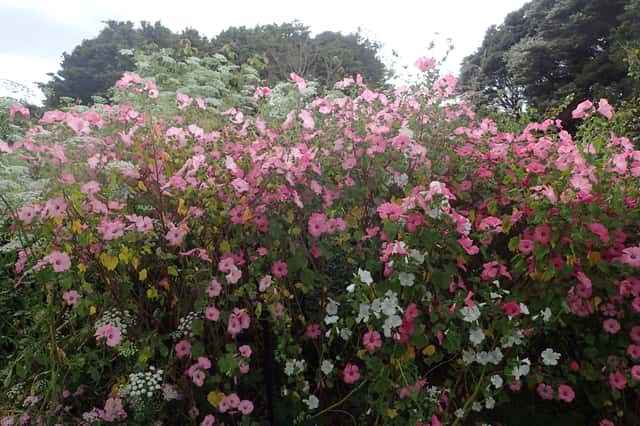 Malva-de-três-meses