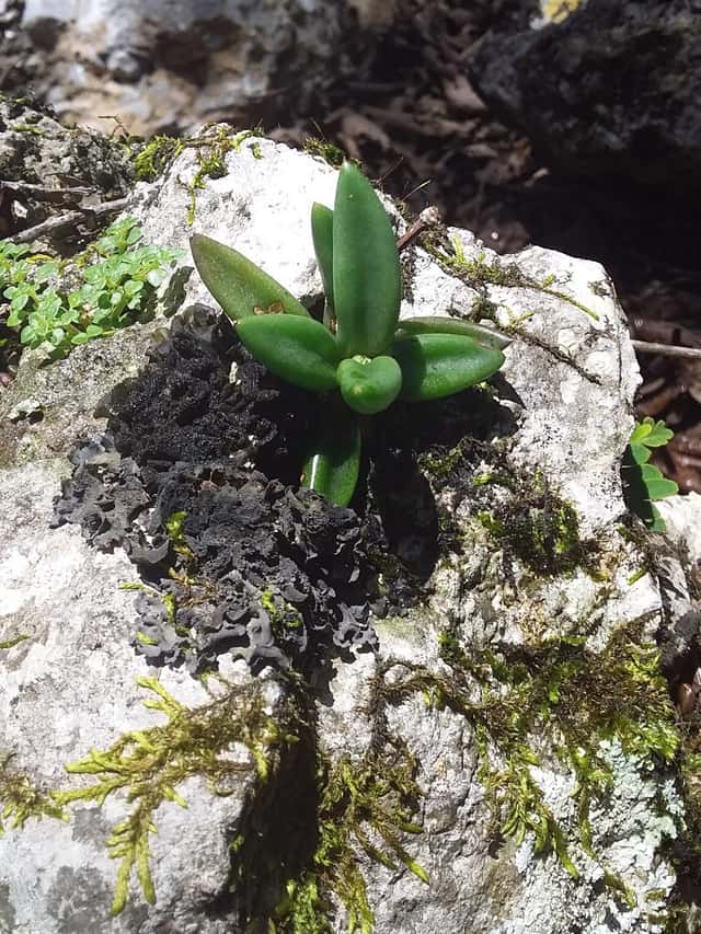 Lenophyllum acutifolium