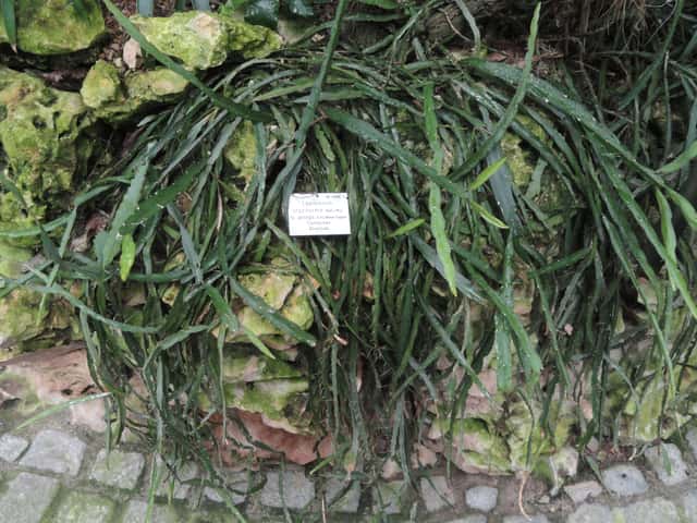 Lepismium cruciforme