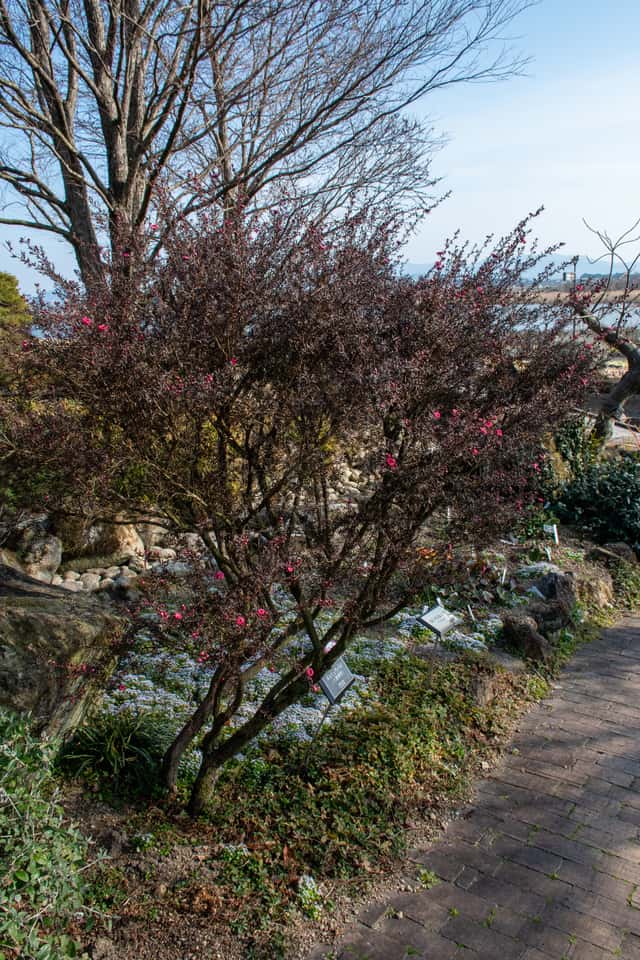 Leptospermum scoparium