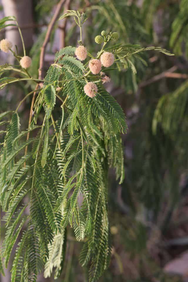 Leucaena leucocephala