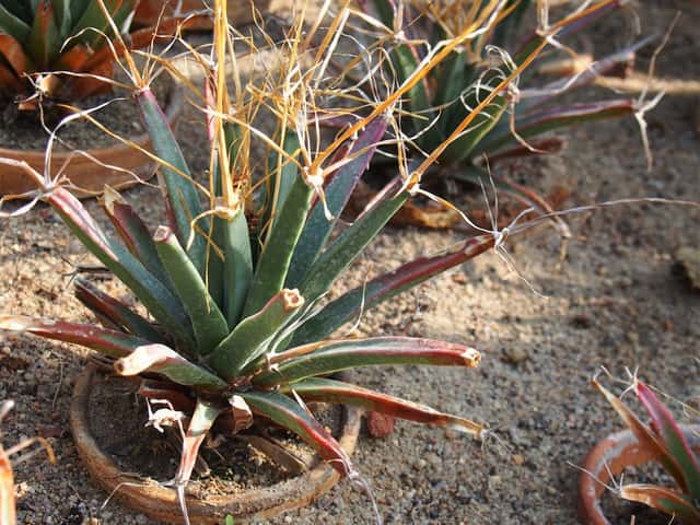 Agave-cactus