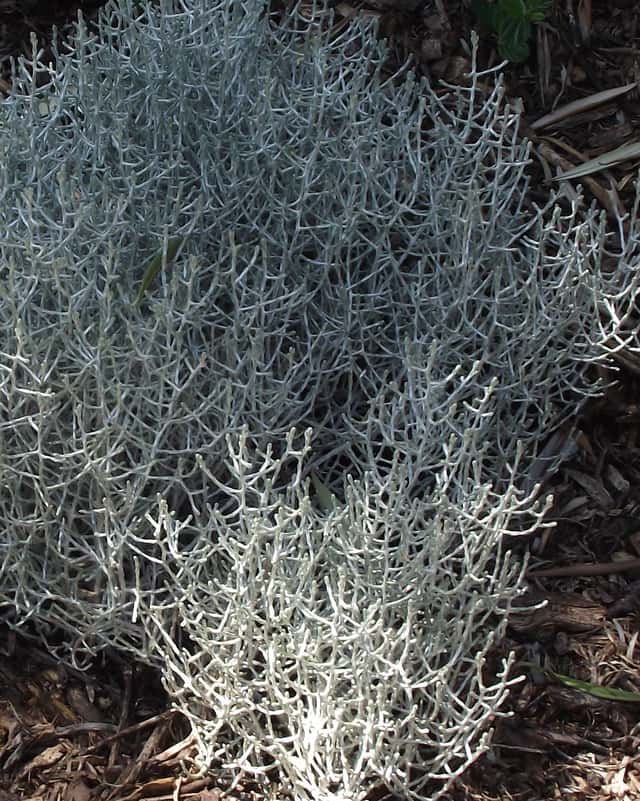 Cushion Bush