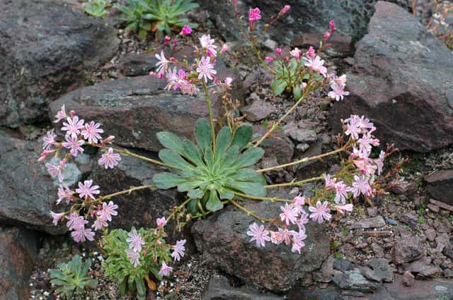 Lewisia-do-Siskiyou