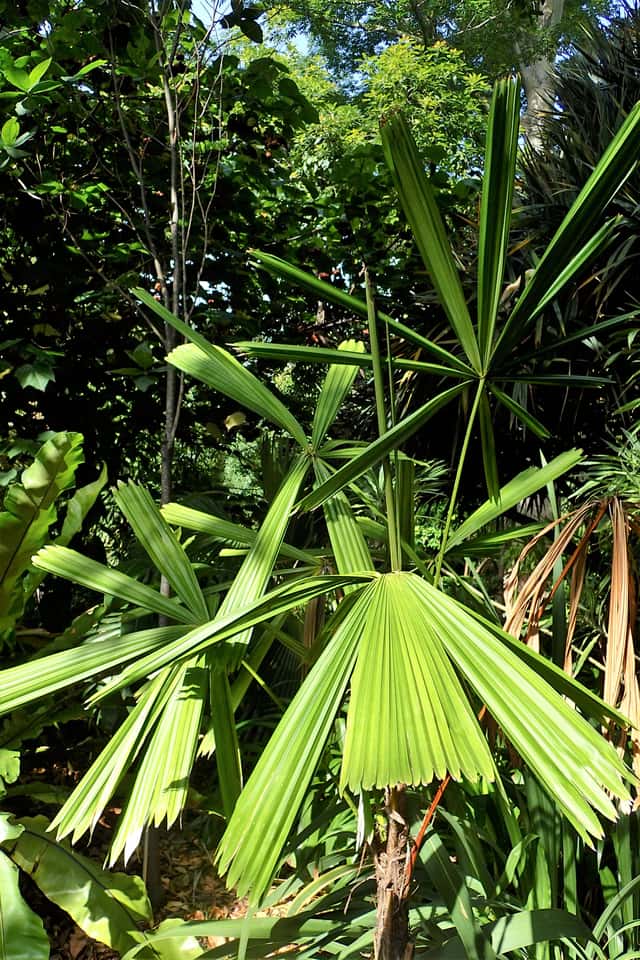 Palmeira-leque-espinhosa
