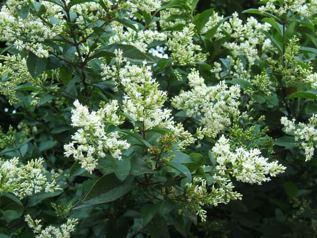 Soikkoligusteri