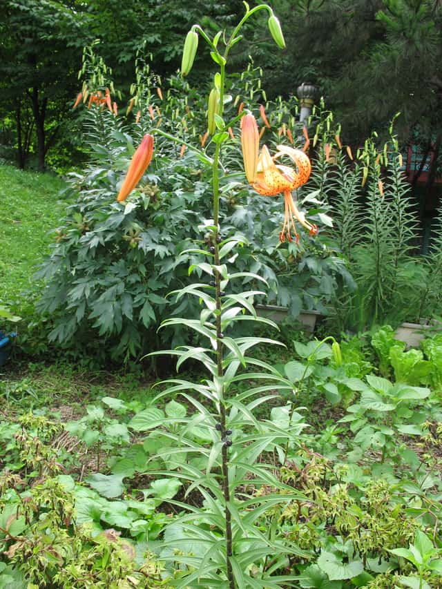 Lily (genus)