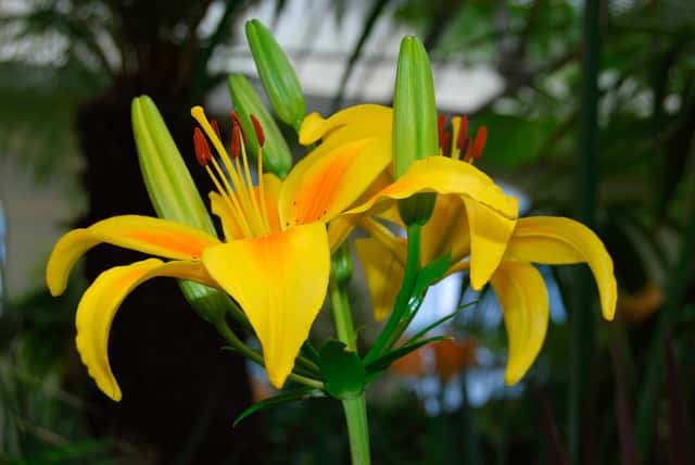Asiatic Lily