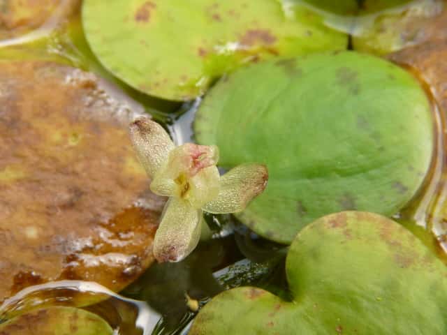 Amazon frogbit
