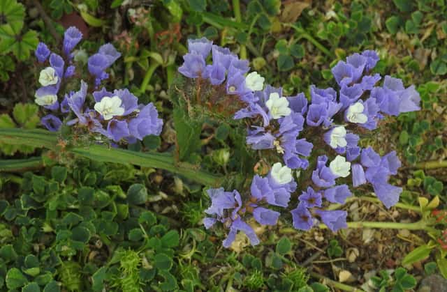 Sea Lavender