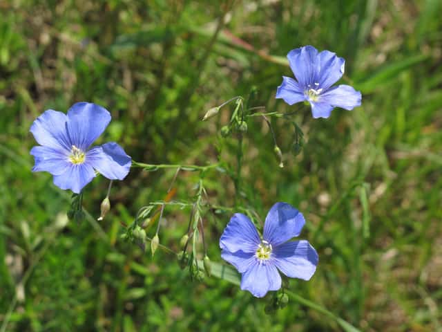 Austrian flax