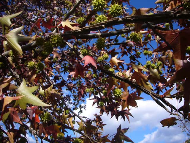 Liquidambar