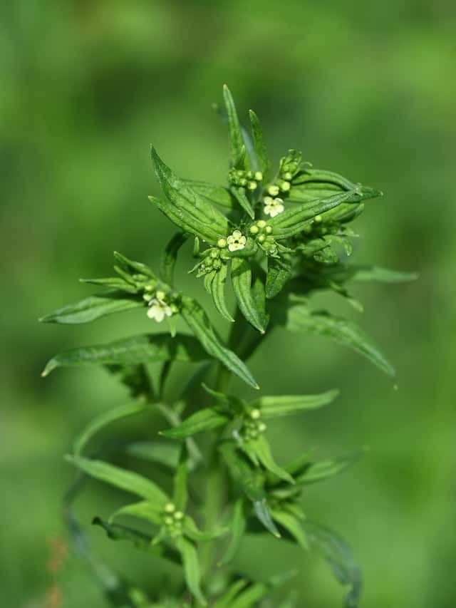 Stoneseed / Gromwell (genus)