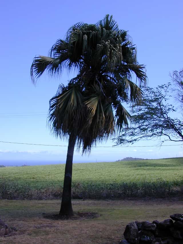 Chinese Fan Palm