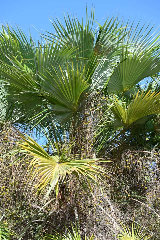 Footstool Palm