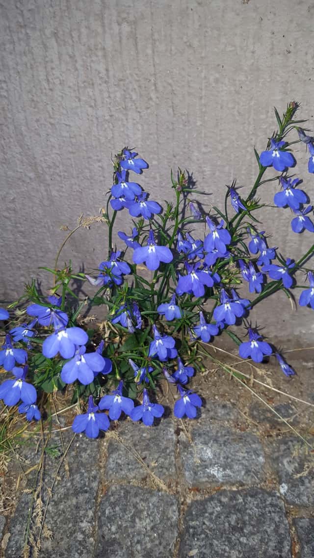Edging lobelia