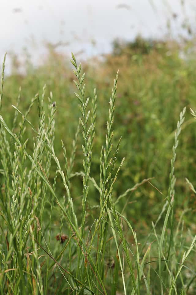Ray-grass anglais