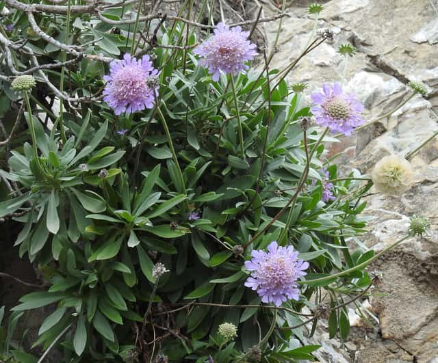 Escabiosa de Creta