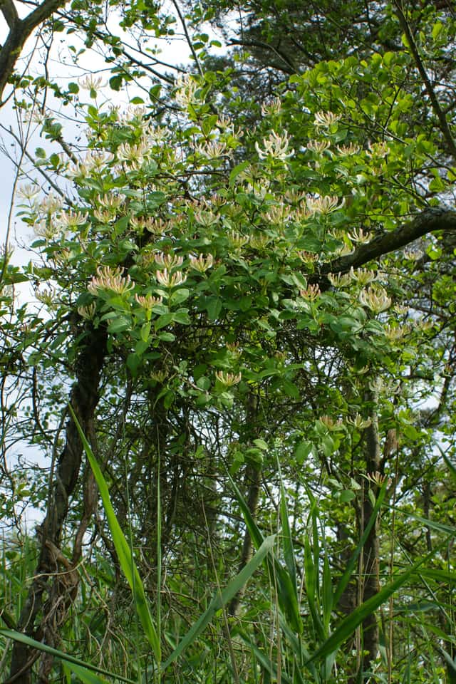 Madreselva