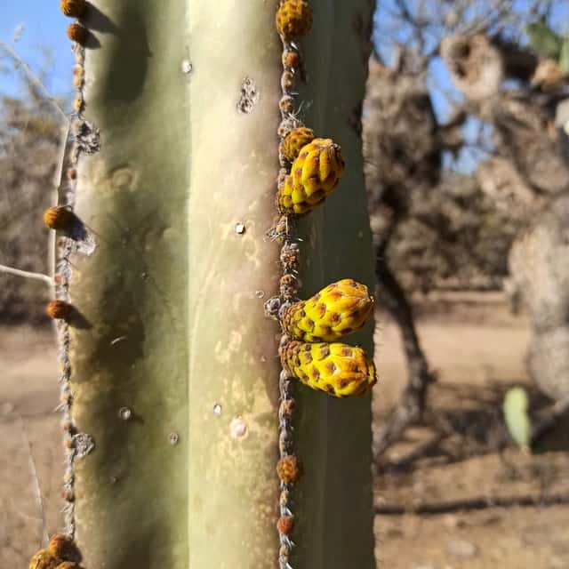 Cacto-cerca-mexicana