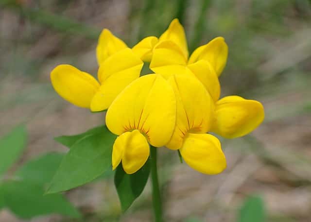 Greater Bird's-foot Trefoil