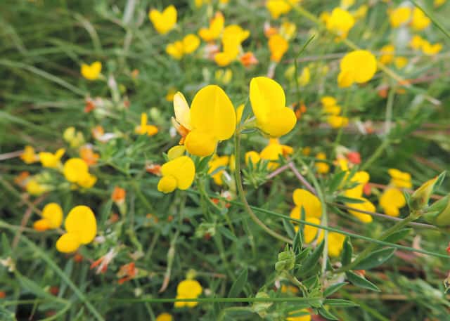 Narrow-leaved bird's-foot trefoil