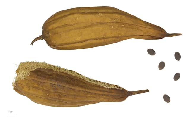 Bucha-vegetal
