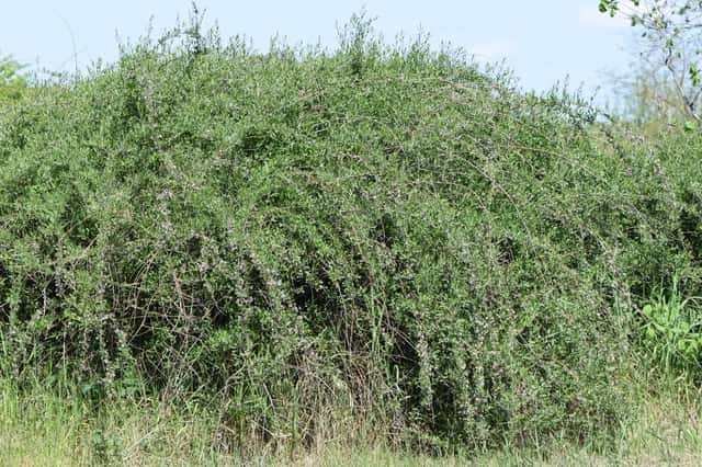 Baga-de-goji