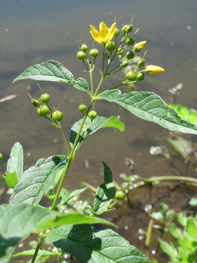 Loosestrife