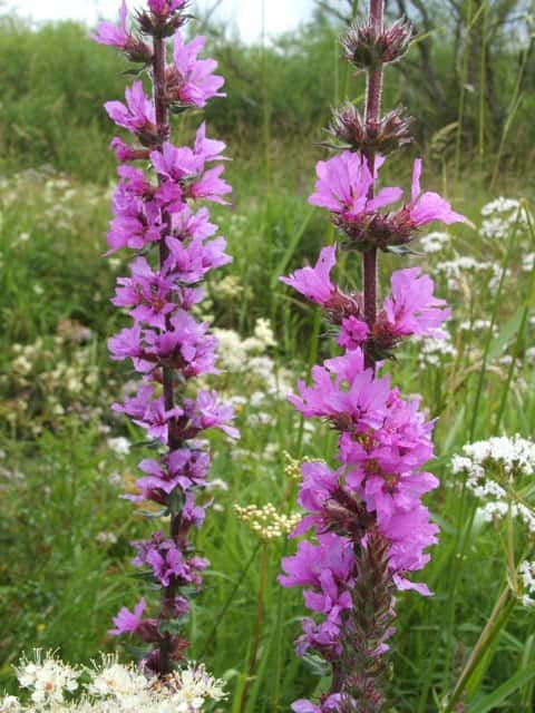 Loosestrife (genus)