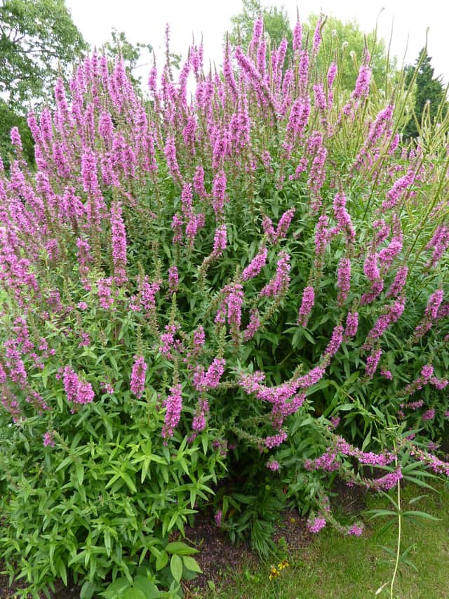 Blutweiderich