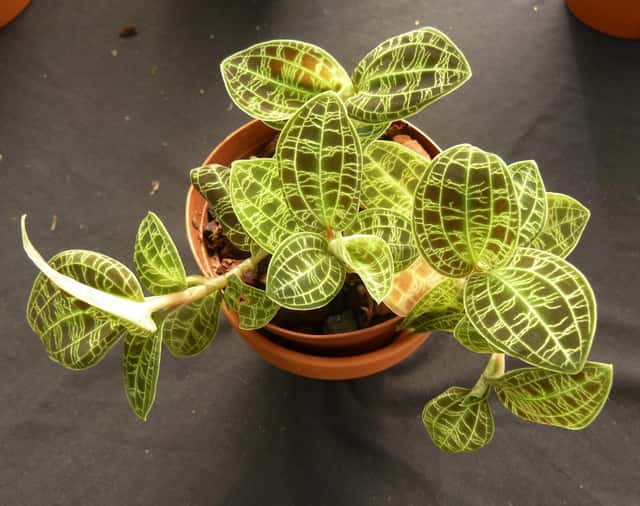 Draguljasta orhideja