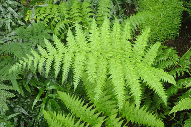 Swordfern
