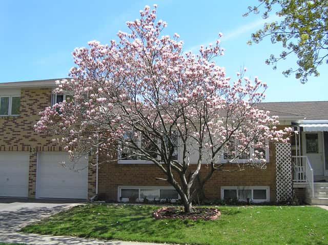 Saucer Magnolia