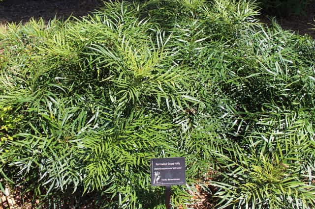 Mahônia 'Soft Caress'