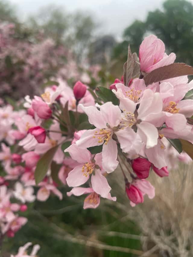 Japanese Flowering Crabapple