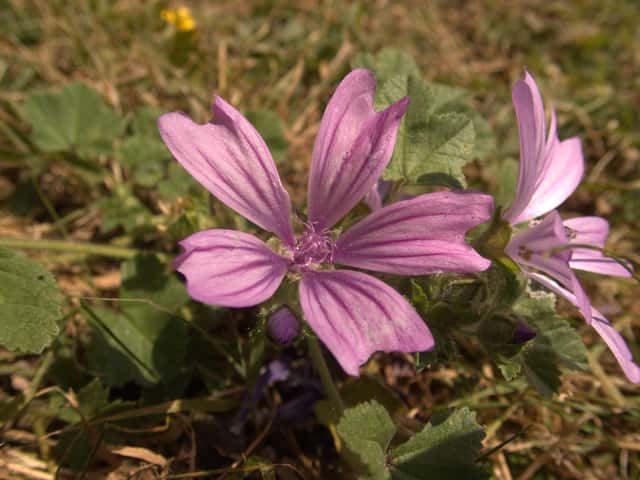 Mallow