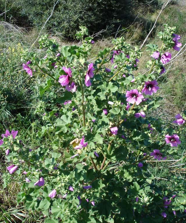 Malva-arbórea