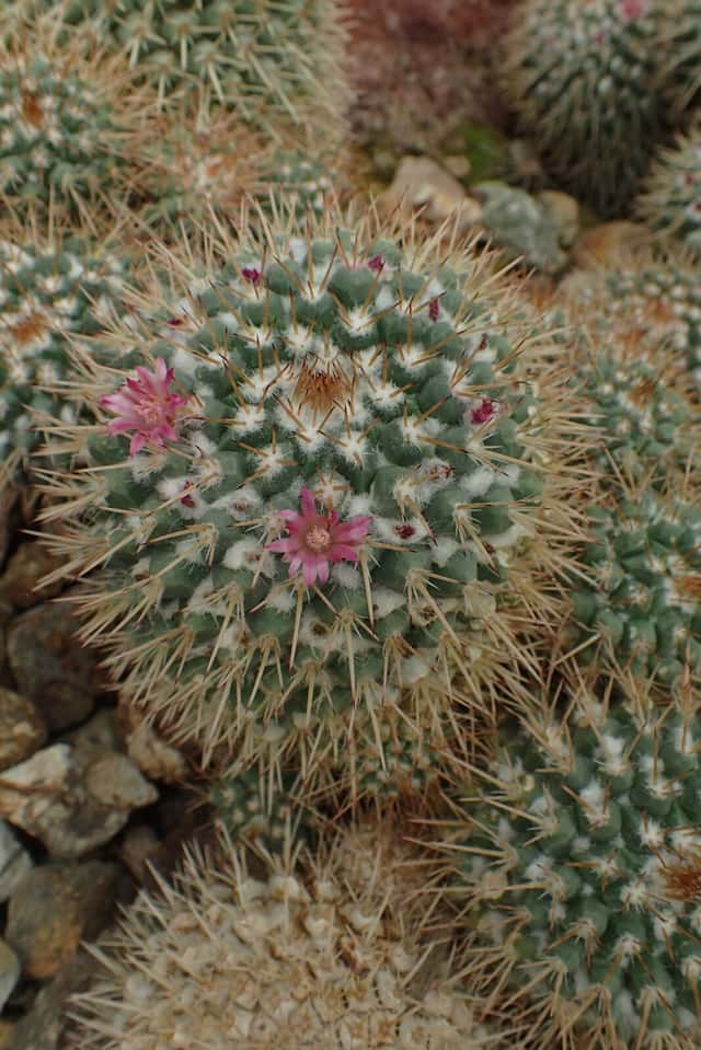Mamilaria de Backeberg