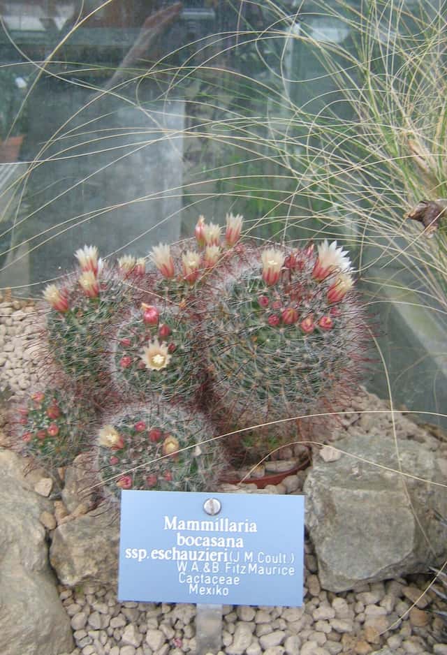 Selyemkaktusz