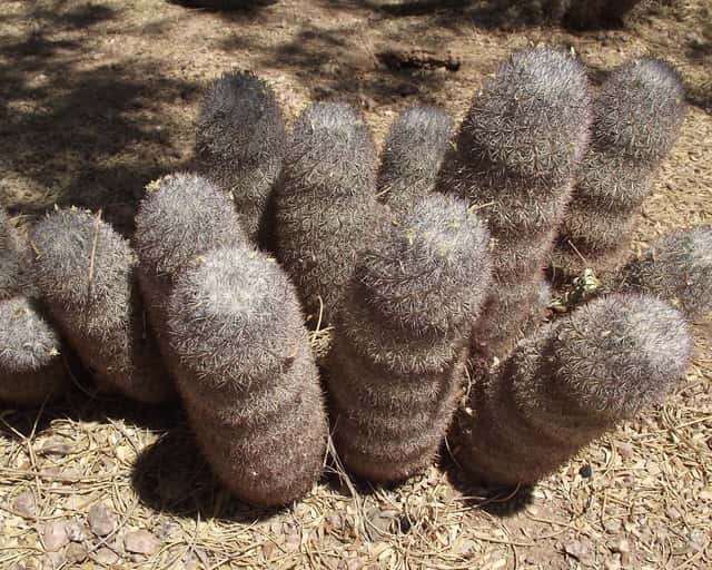 Rattenstaartcactus