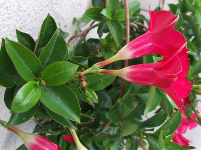 Dipladenia