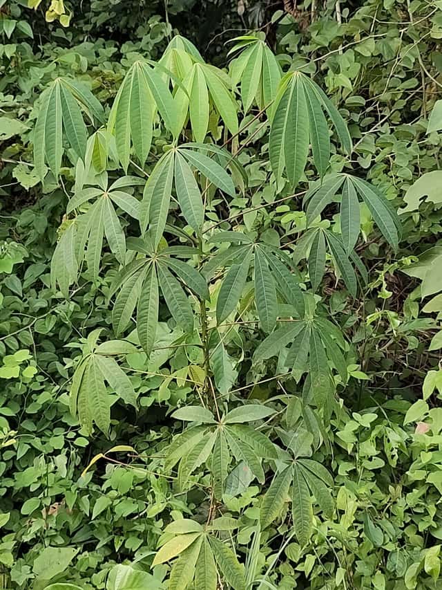 Kassava