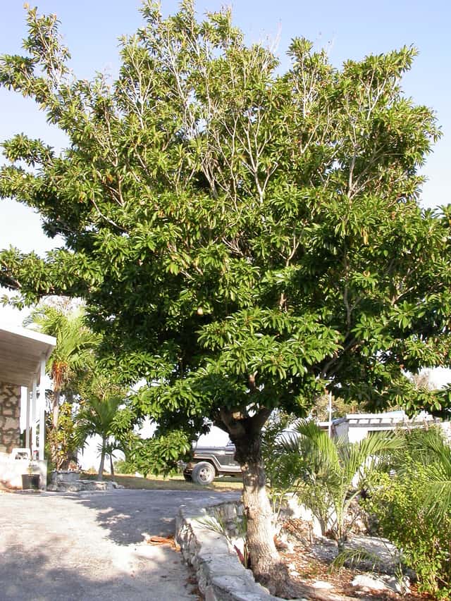 Sapoti