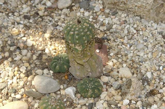 Madison Cactus