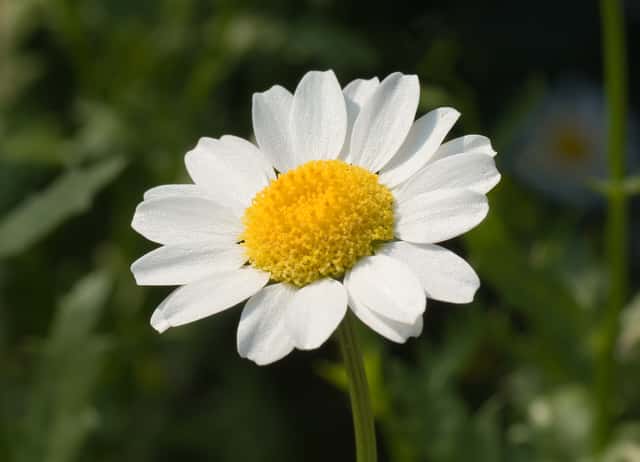 Mini Marguerite