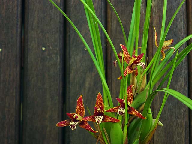 Maxillaria (genus)