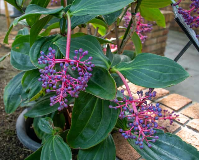 Medinilla