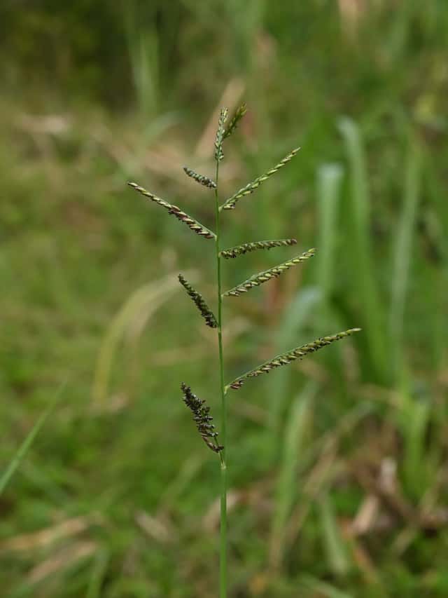 Guinea grass