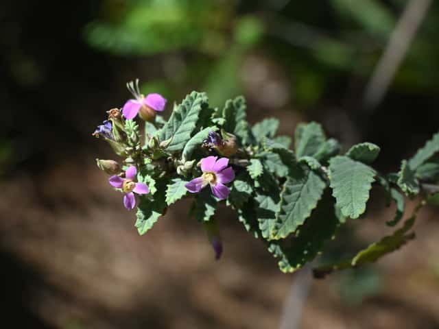 Malva-veludo